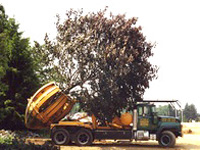 Large Tree Transplants